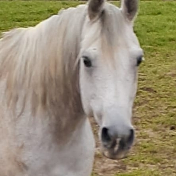 Meet your Posher, Annette - Picture 1 of 1